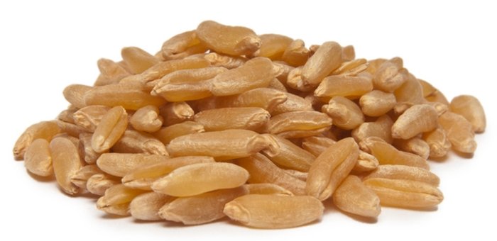 Kamut Wheat