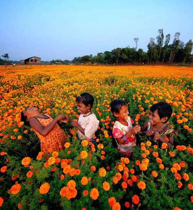 Marigold field